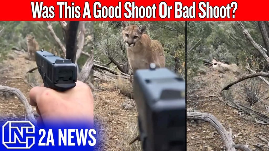 A Mountain Lion Stalked Him… And People Blamed The Man
